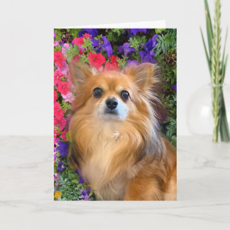 Långhårig Chihuahua Blommigt Flowers Kort