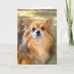 Långhårig Chihuahua-kort Kort
