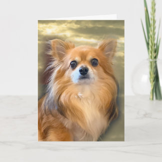 Långhårig Chihuahua-kort Kort