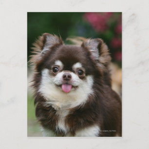 Långhårig Chihuahua närbild 1 Vykort