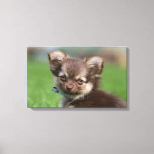 Långhårig Chihuahua Puppy Tittar i Camera Canvastryck