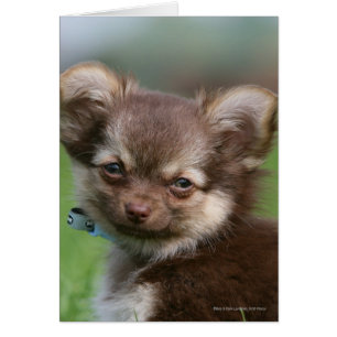 Långhårig Chihuahua Puppy Tittar i Camera Hälsningskort