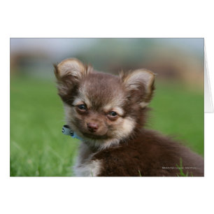Långhårig Chihuahua Puppy Tittar i Camera Hälsningskort