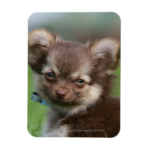 Långhårig Chihuahua Puppy Tittar i Camera Magnet