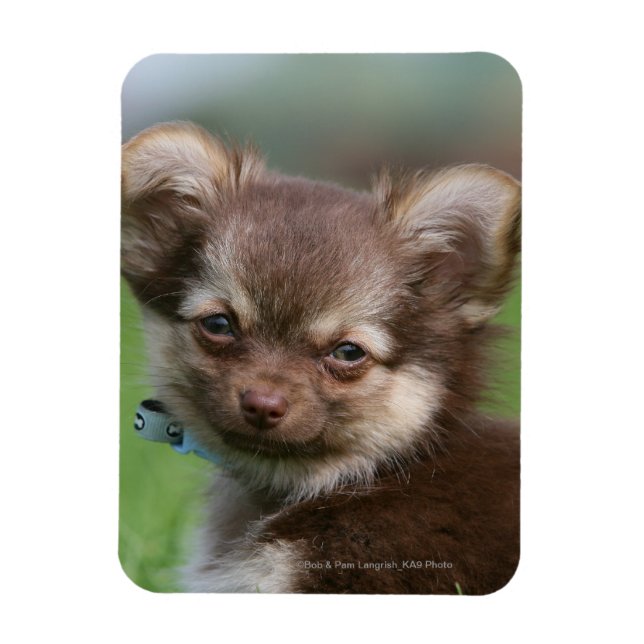 Långhårig Chihuahua Puppy Tittar i Camera Magnet (Vertikal)