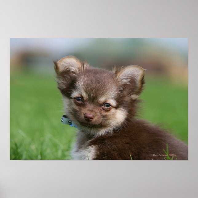 Långhårig Chihuahua Puppy Tittar i Camera Poster (Framsidan)