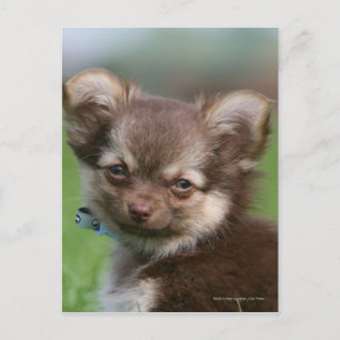 Långhårig Chihuahua Puppy Tittar i Camera Vykort