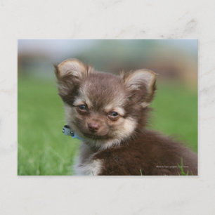 Långhårig Chihuahua Puppy Tittar i Camera Vykort