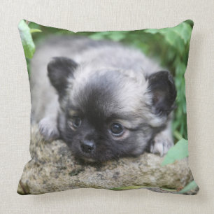 Långhårig Chihuahua-valp Kudde
