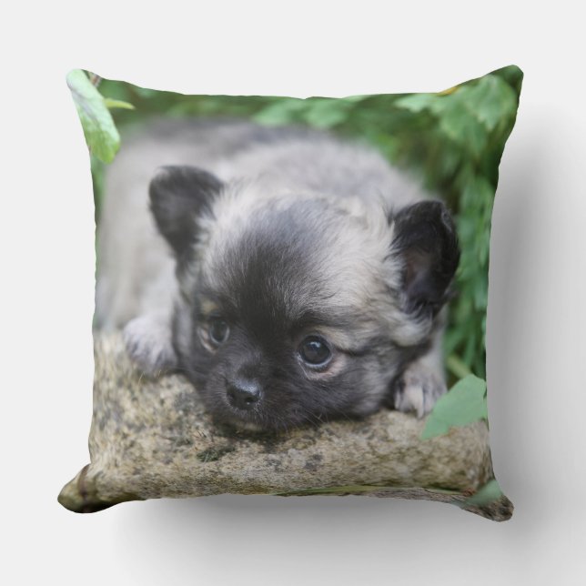 Långhårig Chihuahua-valp Kudde (Framsida)