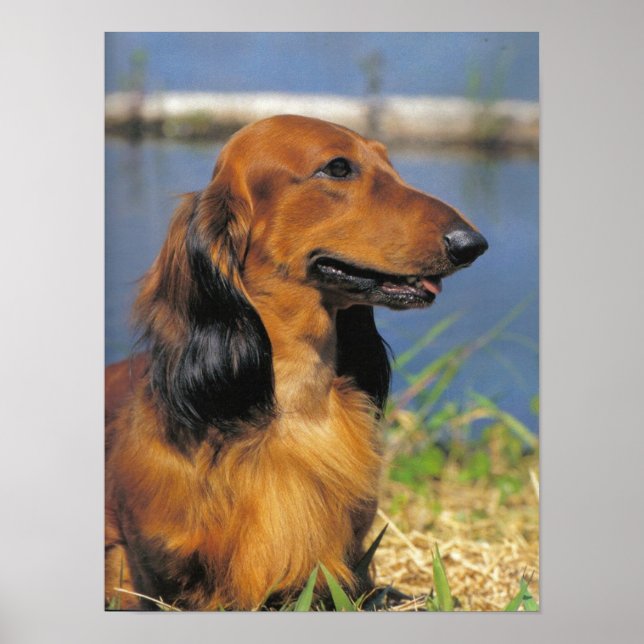 Långhårig Dachshund poster (Framsidan)