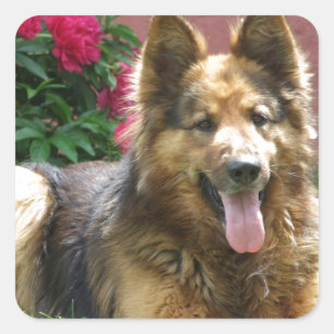 Långhårig German Shepherd Fyrkantigt Klistermärke
