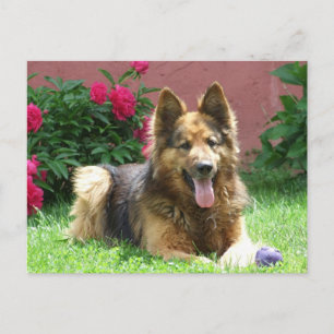 Långhårig German Shepherd Vykort
