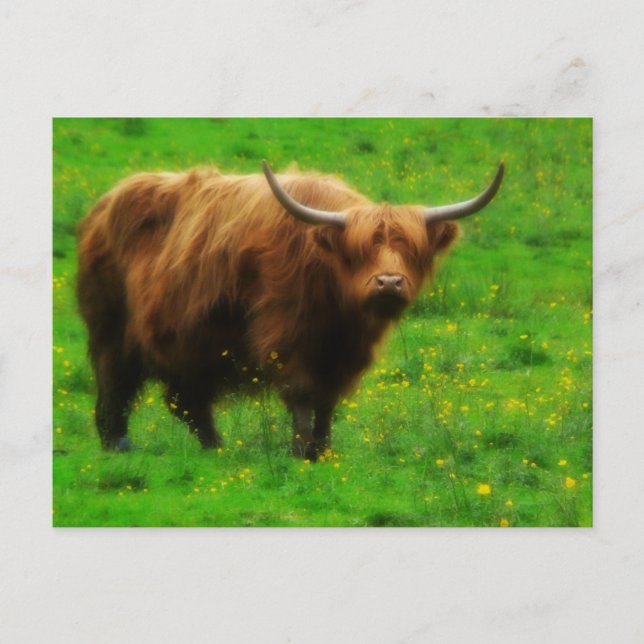 Långhårig LongHorn med långa horn Vykort (Framsida)