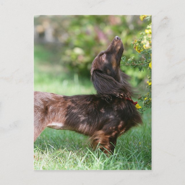 Långhårig Miniature Dachshund 1 Vykort (Framsida)