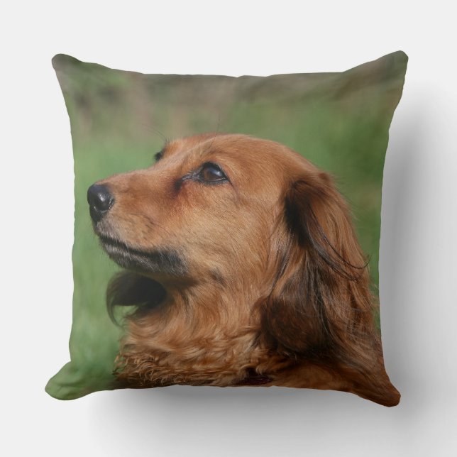 Långhårig Miniature Dachshund 2 Kudde (Framsida)