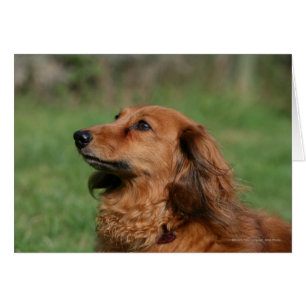 Långhårig miniatyrtax 2 hälsningskort