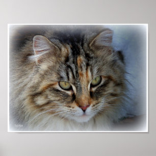 Långhårig Tabby Katt Foto Porträtt Affisch