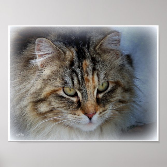 Långhårig Tabby Katt Foto Porträtt Affisch (Framsidan)