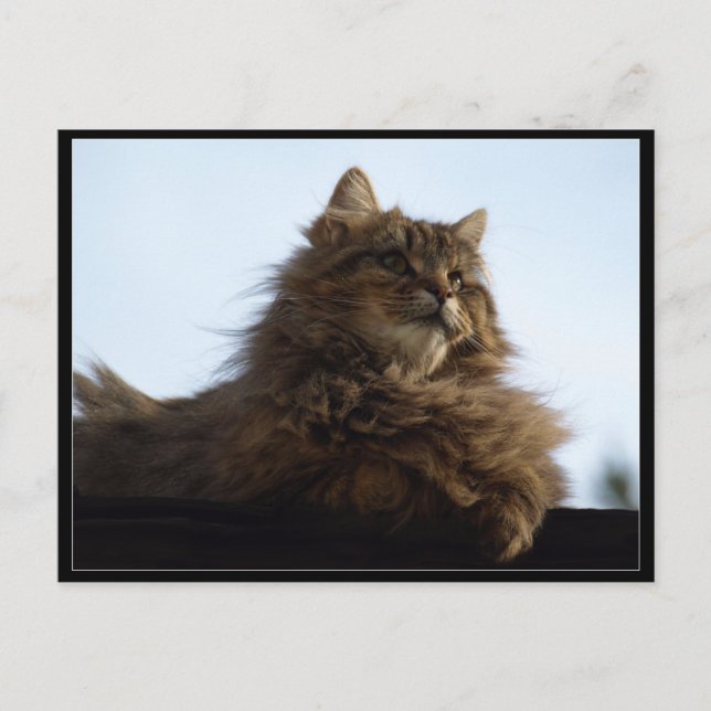 Långhårig Tabby katt-vykort för djur Vykort (Framsida)