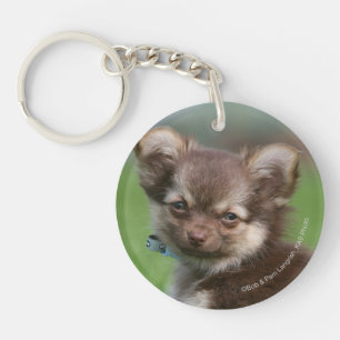 Långhårig tittar kamera för Chihuahua valp