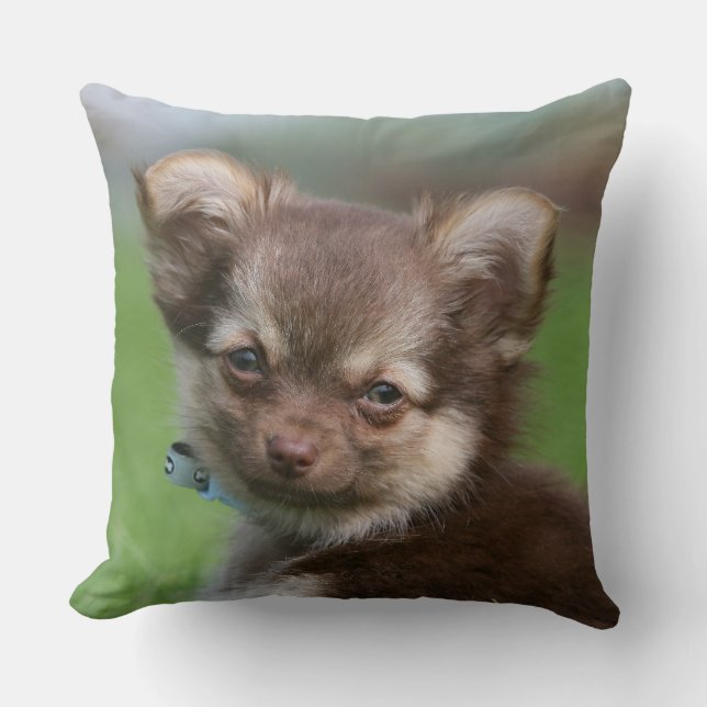 Långhårig tittar kamera för Chihuahua valp Kudde (Framsida)