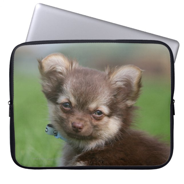 Långhårig tittar kamera för Chihuahua valp Laptop Sleeve (Framsidan)