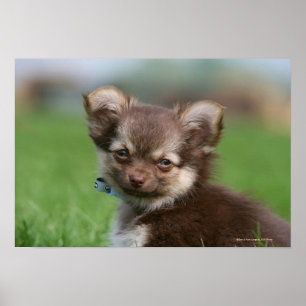 Långhårig tittar kamera för Chihuahua valp Poster
