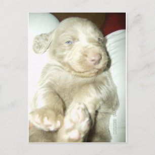 Långhårig Valp Weimaraner Vykort