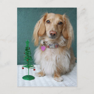 Långhåriga dachshund sitta på ett korgfartyg bord vykort
