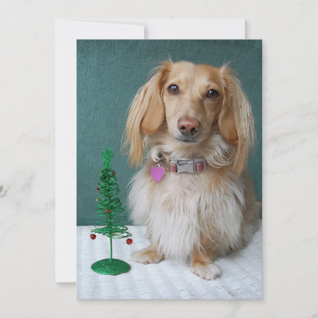 Långhårigare dachshund sitta på en torkare bord inbjudningar (Framsida)