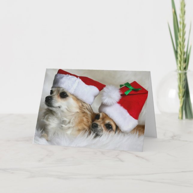 Långhårigchihuahuas Helgkort (Framsida)