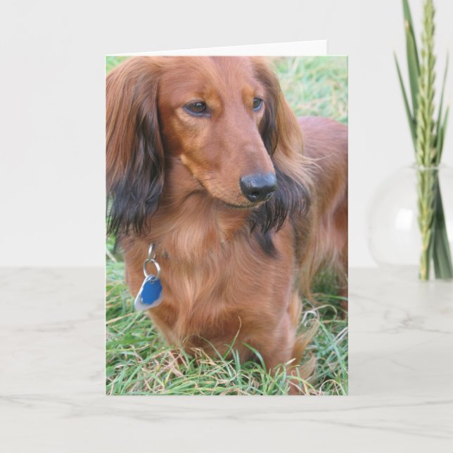 Långhårigt Dachshund-hälsningskort Kort (Framsida)