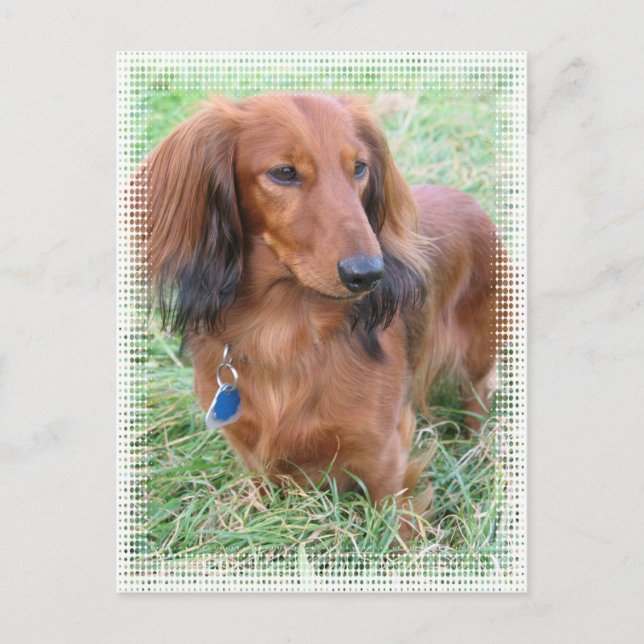 Långhårigt vykort för Dachshund (Framsida)