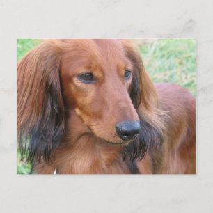 Långhårigt vykort för Dachshund