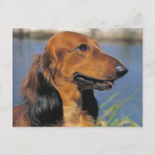 Långhårigt vykort för Dachshund