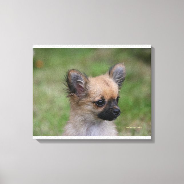 Långhögsförsörjd Chihuahua Puppy Tittar i Camera Canvastryck (Framsida)