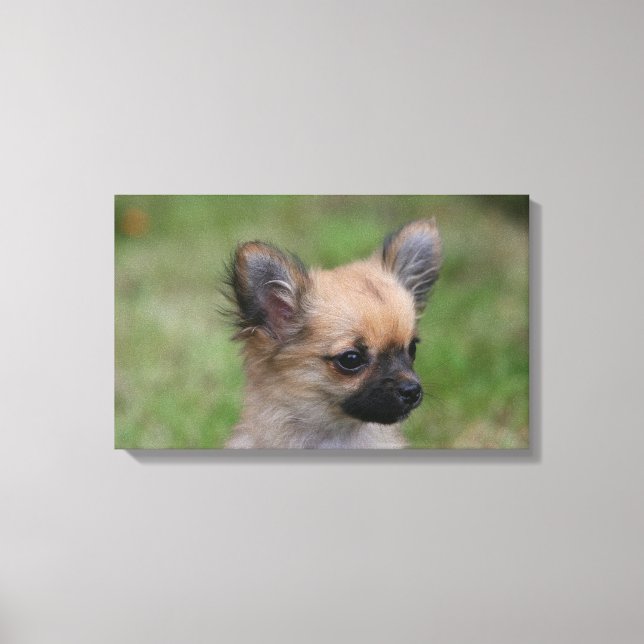 Långhögsförsörjd Chihuahua Puppy Tittar i Camera Canvastryck (Framsida)