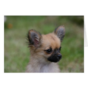 Långhögsförsörjd Chihuahua Puppy Tittar i Camera Hälsningskort