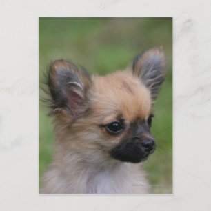 Långhögsförsörjd Chihuahua Puppy Tittar i Camera Vykort