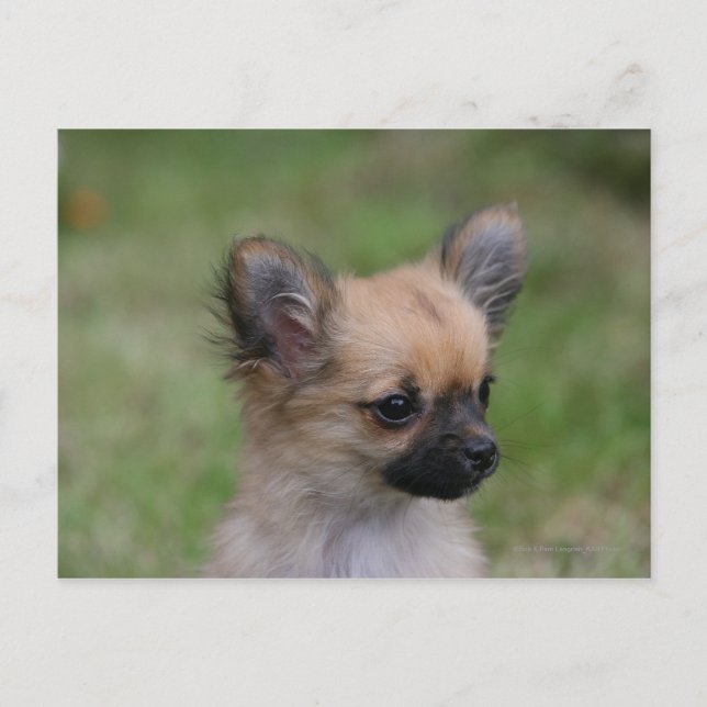 Långhögsförsörjd Chihuahua Puppy Tittar i Camera Vykort (Framsida)