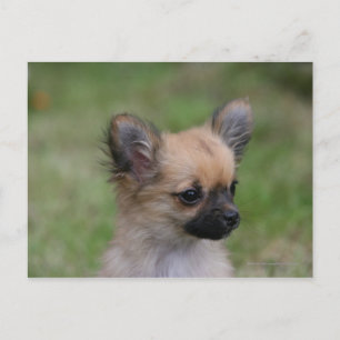 Långhögsförsörjd Chihuahua Puppy Tittar i Camera Vykort