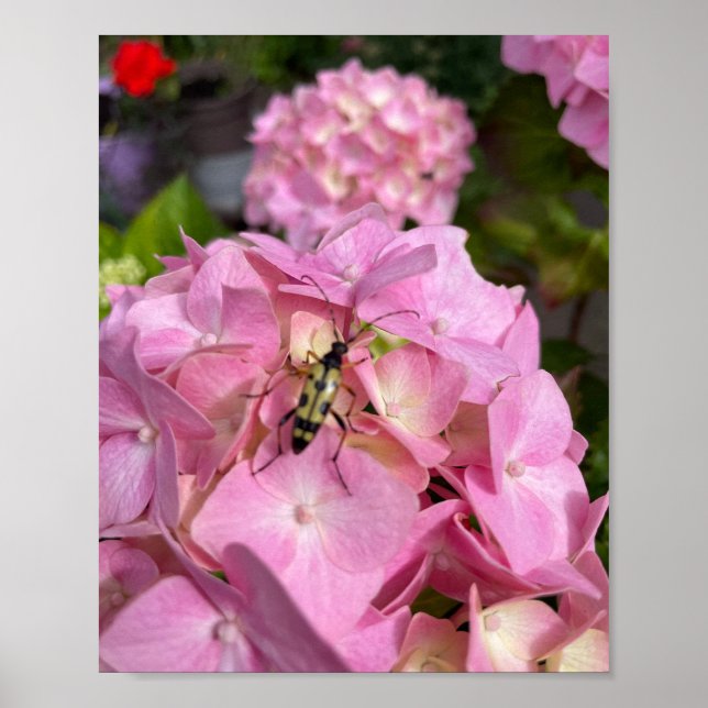 Långhorning på rosa Hydrangea Poster (Framsidan)
