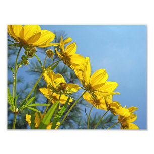 Långkorkad solrossolrosblomma fototryck