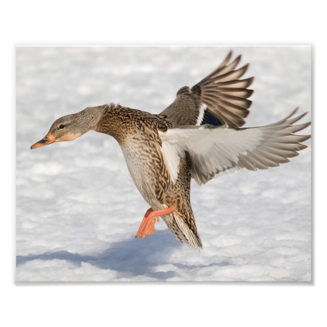 Långlandning av Anka på Female Mallard i Snö Fototryck (Framsidan)