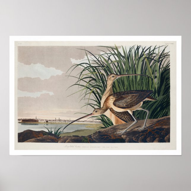 Långnäbbad Curlew av Audubon Poster (Framsidan)