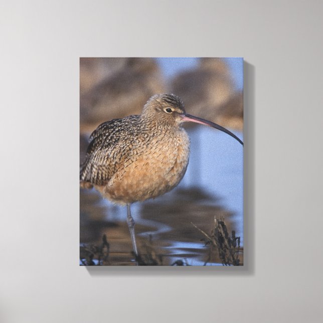 Långnäbbad gurka canvastryck (Framsida)