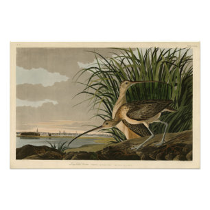 Långnäbbad gurka från Audubon's Birds of America Fototryck