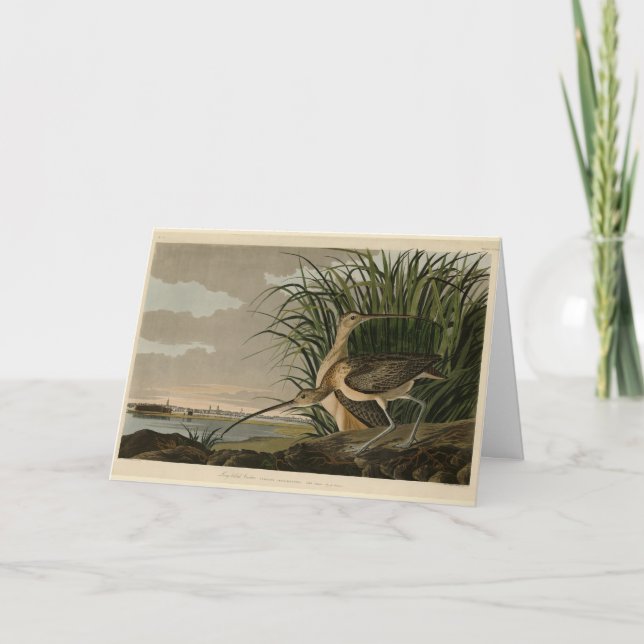 Långnäbbad gurka från Audubon's Birds of America Kort (Framsida)