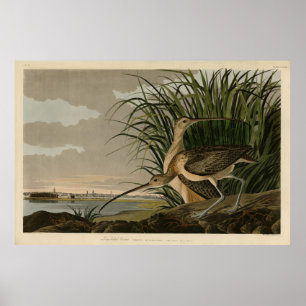 Långnäbbad gurka från Audubon's Birds of America Poster